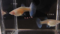 孔雀鱼论坛,论坛精华总结