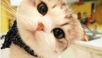 娱乐吃瓜酱桂花猫,揭秘娱乐圈那些不为人知的幕后故事
