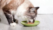 娱乐吃瓜酱小猫咪,揭秘娱乐圈那些不为人知的幕后故事