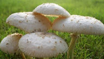 吃瓜网曝揭秘黑料蘑菇,黑料蘑菇背后的真相大起底