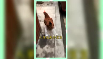 娱乐吃瓜群众酱,娱乐八卦的狂欢与反思