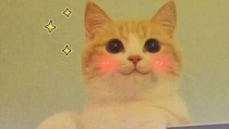 猫猫永不为奴娱乐吃瓜酱,揭秘娱乐圈幕后趣闻